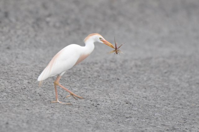 Héron garde-boeufs / Western Cattle Egret